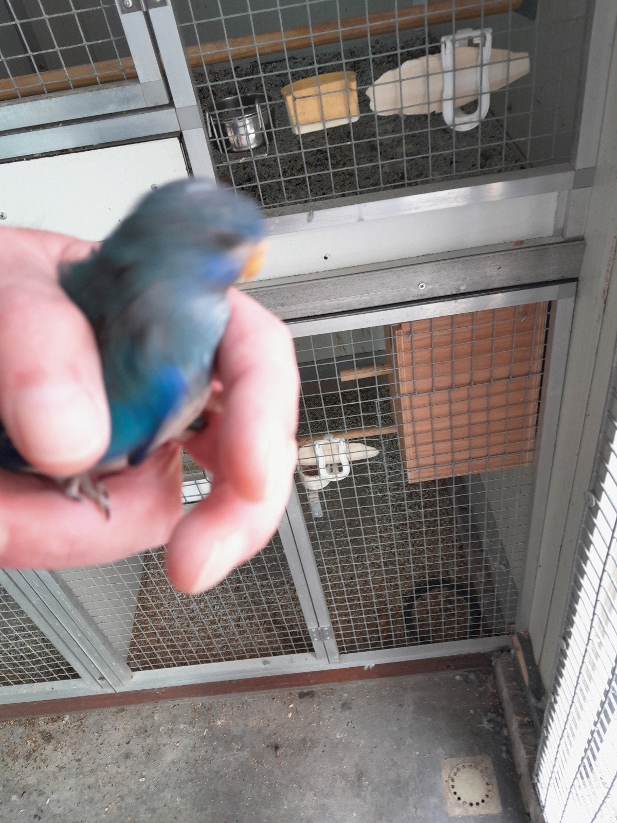 Splendid, Dieren en Toebehoren, Vogels | Parkieten en Papegaaien, Vrouwelijk, Parkiet, Geringd