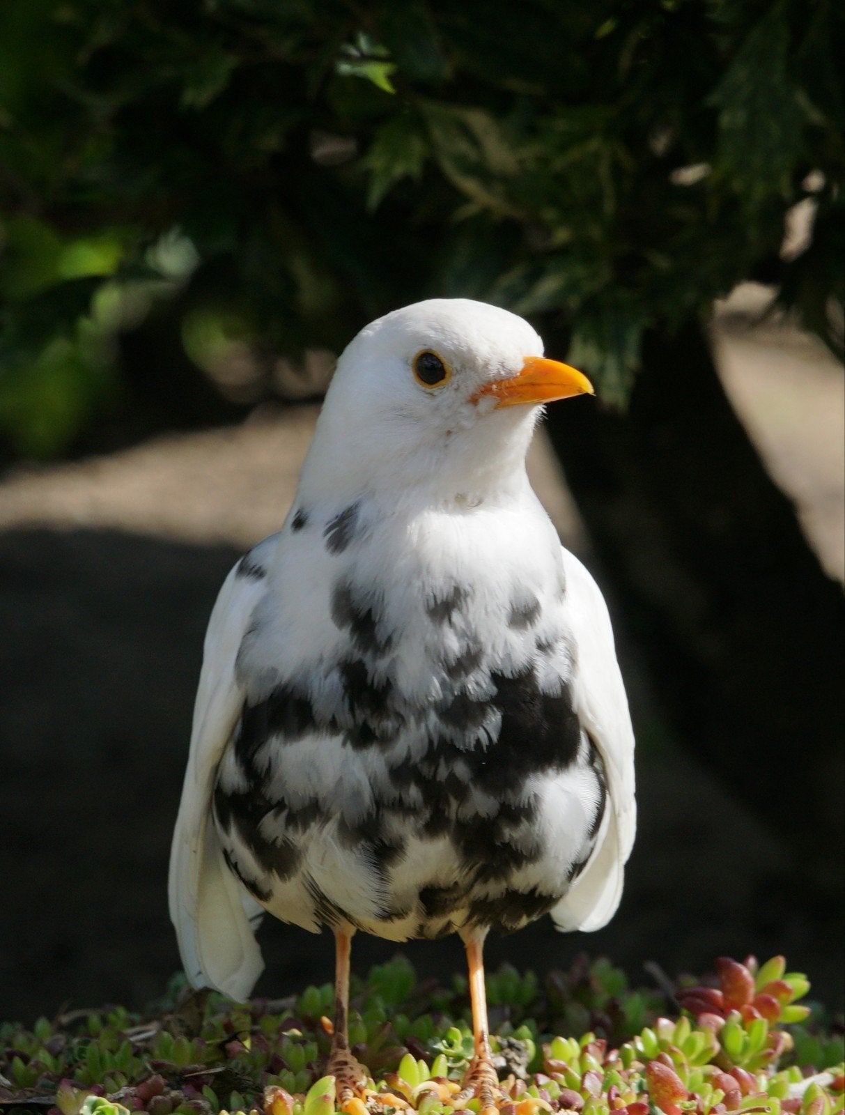 Merel, Dieren en Toebehoren