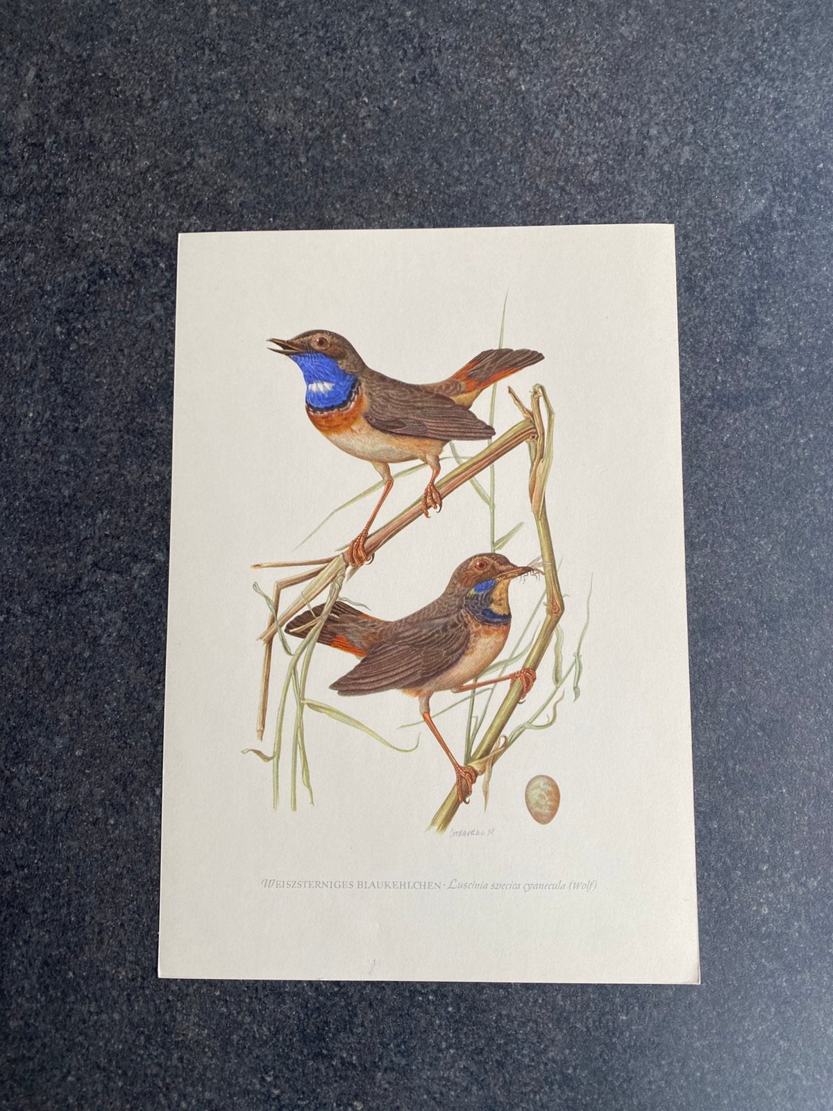 10 prenten zangvogels 16,5x24 samen 20 euro oa blauwborst, Antiek en Kunst, Ophalen of Verzenden, Natuur en Biologie