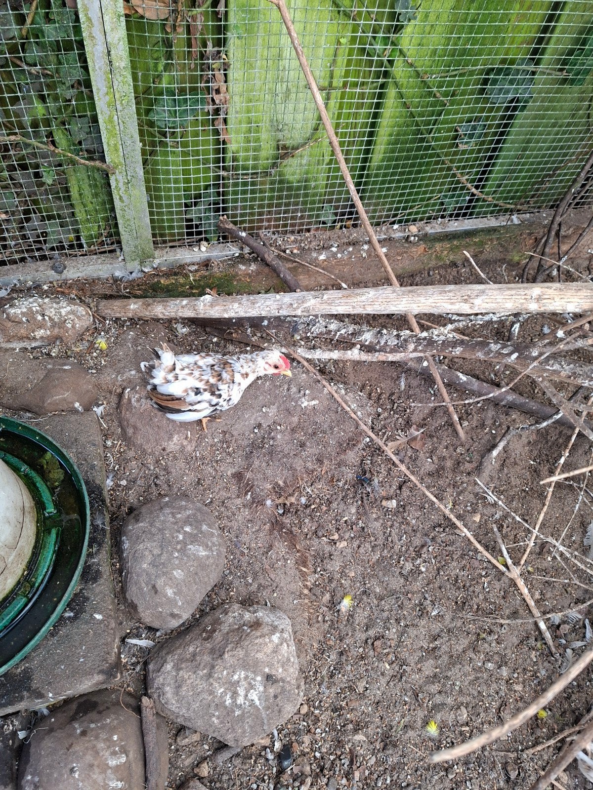 serama haantje, Dieren en Toebehoren, Pluimvee