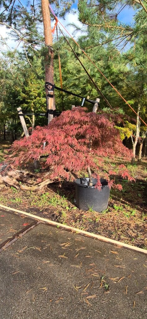 Acer palmatum Garnet rood, Tuin en Terras, Ophalen, Bloeit niet, Halfschaduw, Overige soorten