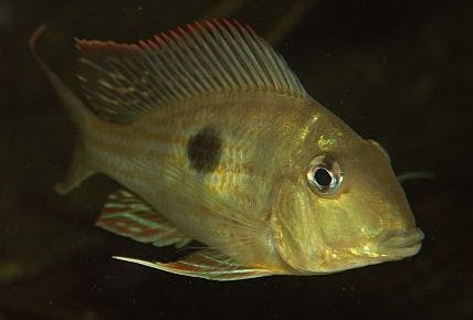 Zuid Amerikaanse Cichliden: Geophagus megasema, Dieren en Toebehoren, Vis, Zoetwatervis