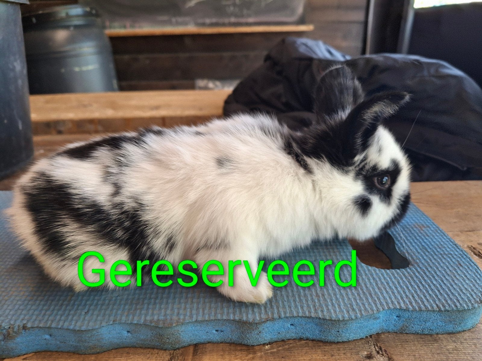 Prachtige Konijntjes te koop (Nieuwzeelander x Rijnlander)♀️, Vrouwelijk, Groot, 0 tot 2 jaar
