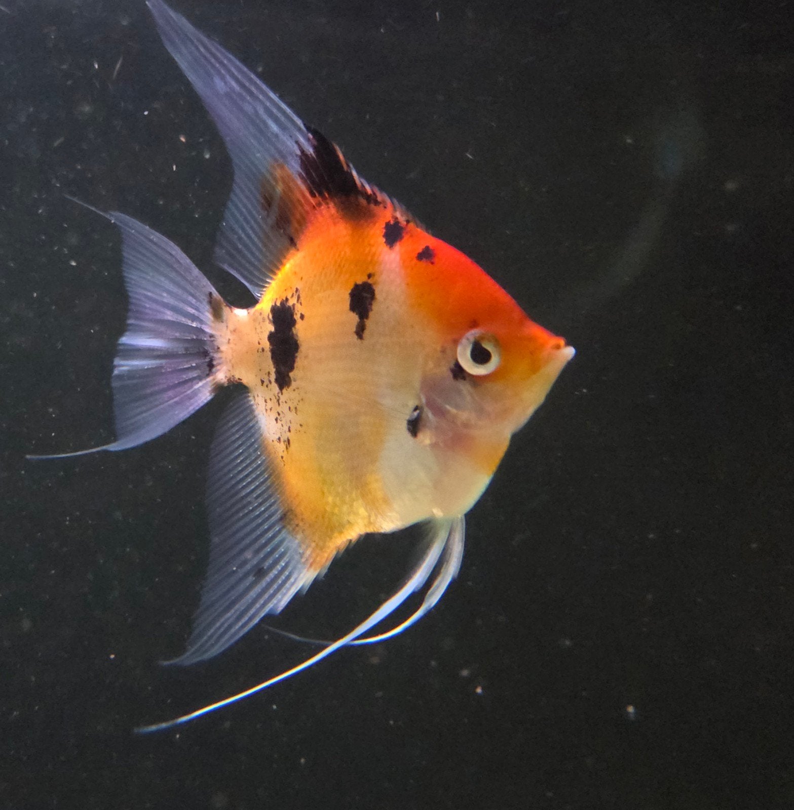 2 x Red devil maanvis, Dieren en Toebehoren, Vissen | Aquariumvissen, Vis