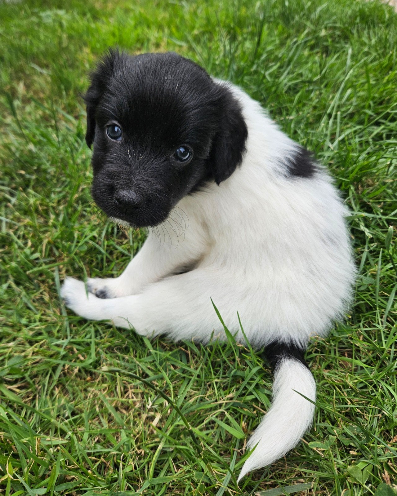 Prachtige Friese Stabij pups (teefjes) met stamboom, Dieren en Toebehoren, Honden | Retrievers, Spaniëls en Waterhonden, Overige rassen