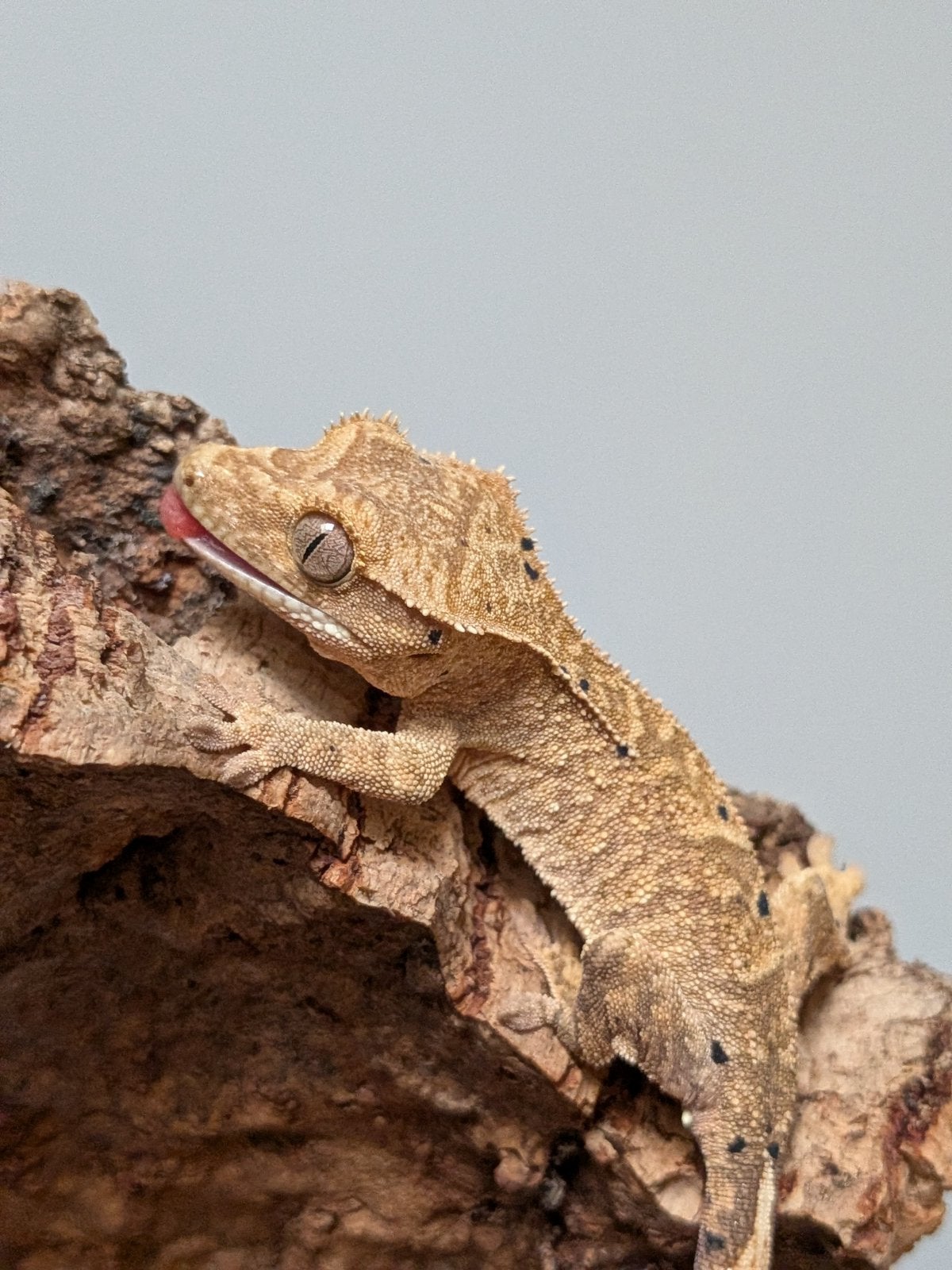 Wimpergekko dalmatian baby Crested Gecko photo 3