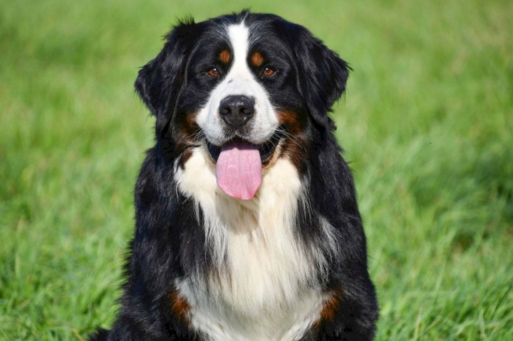 Berner Sennen dekreu - met stamboom, 6 jaar of ouder, België, Reu, Parvo