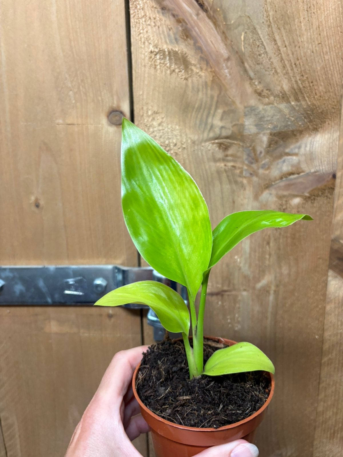 Strelitzia nicolai variegata lemon lime fullmoon plant, Ophalen of Verzenden, Halfschaduw, Minder dan 100 cm