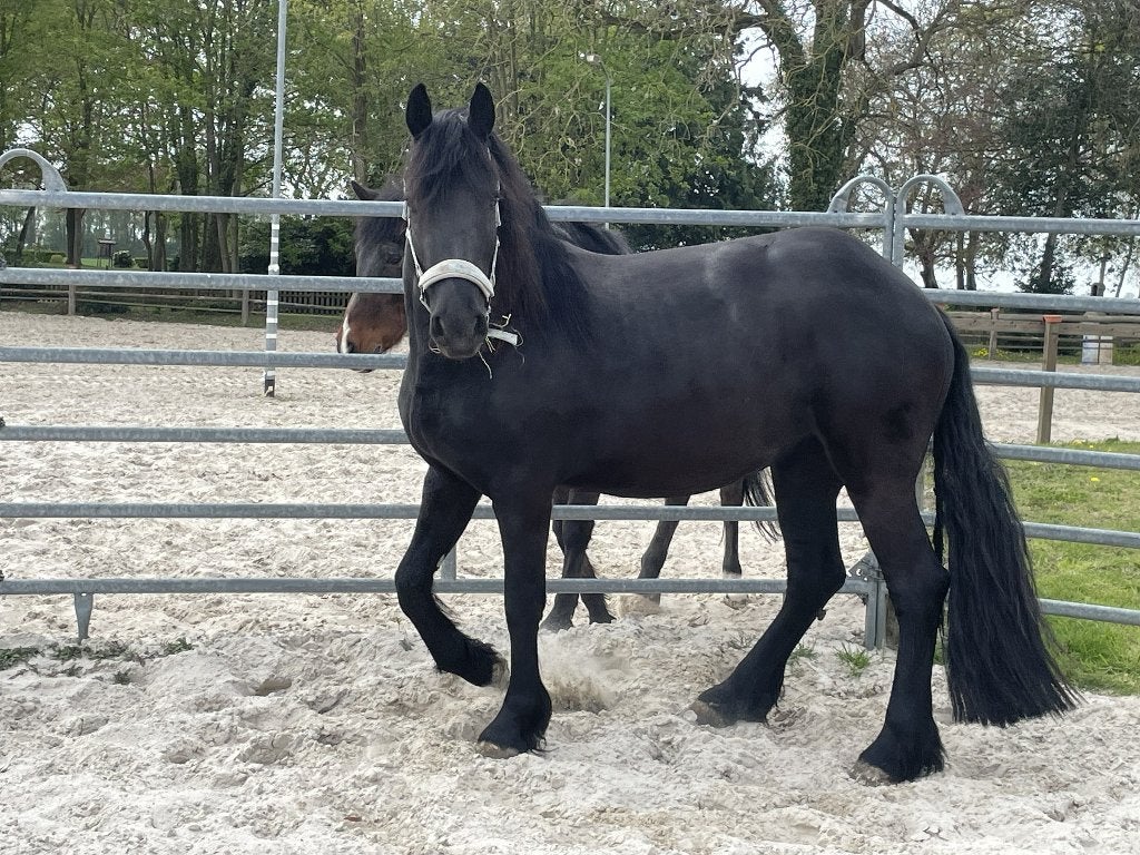 Mooie Arabo-Friese Merrie te koop aangeboden, Dieren en Toebehoren, Paarden, Merrie, Onbeleerd, 160 tot 165 cm, 3 tot 6 jaar, Dressuurpaard