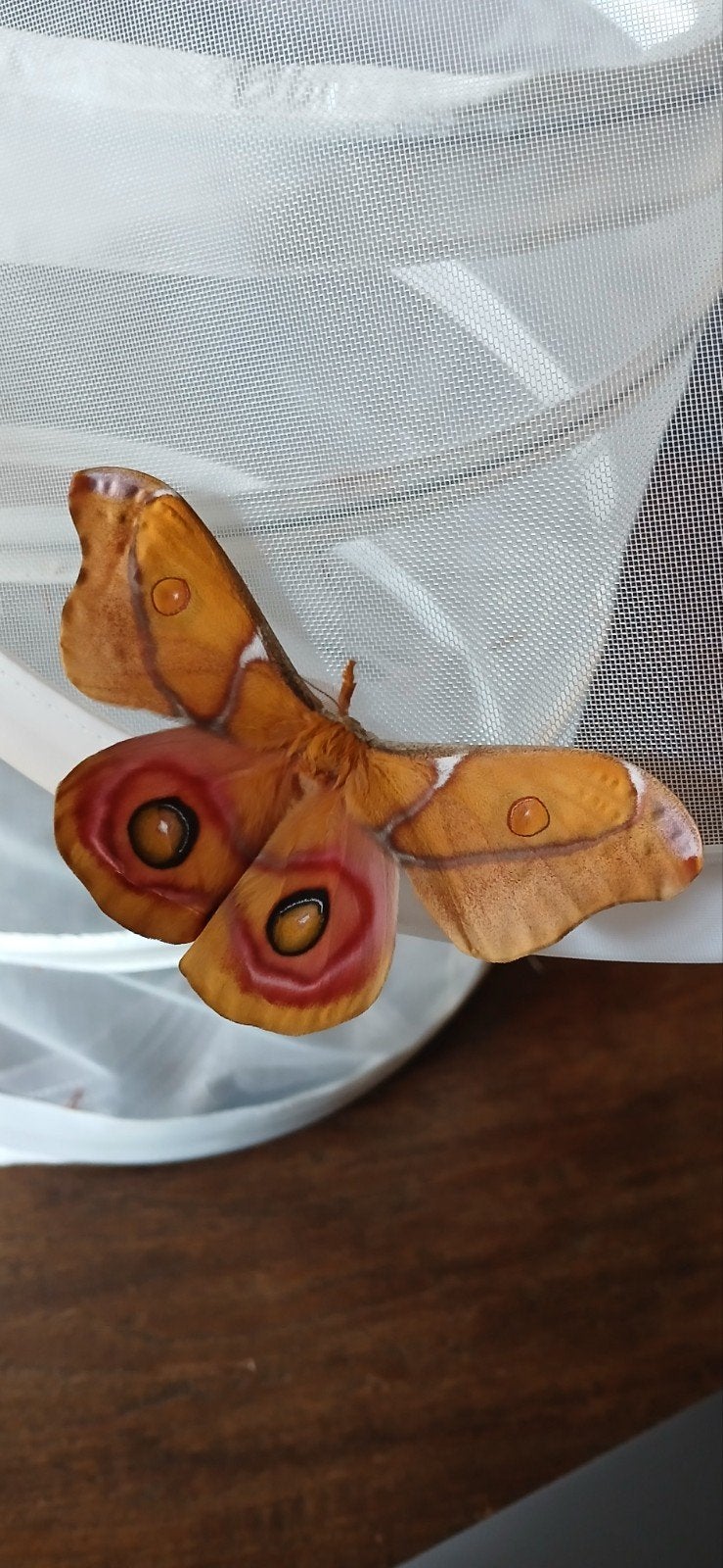Eitjes van de anithera suraka, Overige soorten