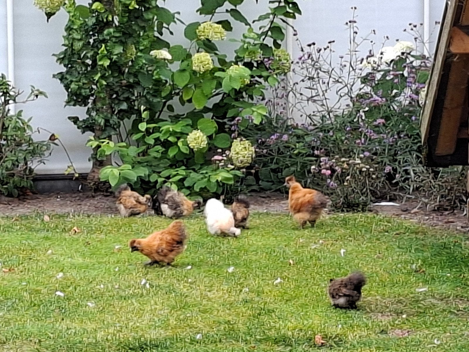 jonge zijdehoenders te koop., Geslacht onbekend, Kip