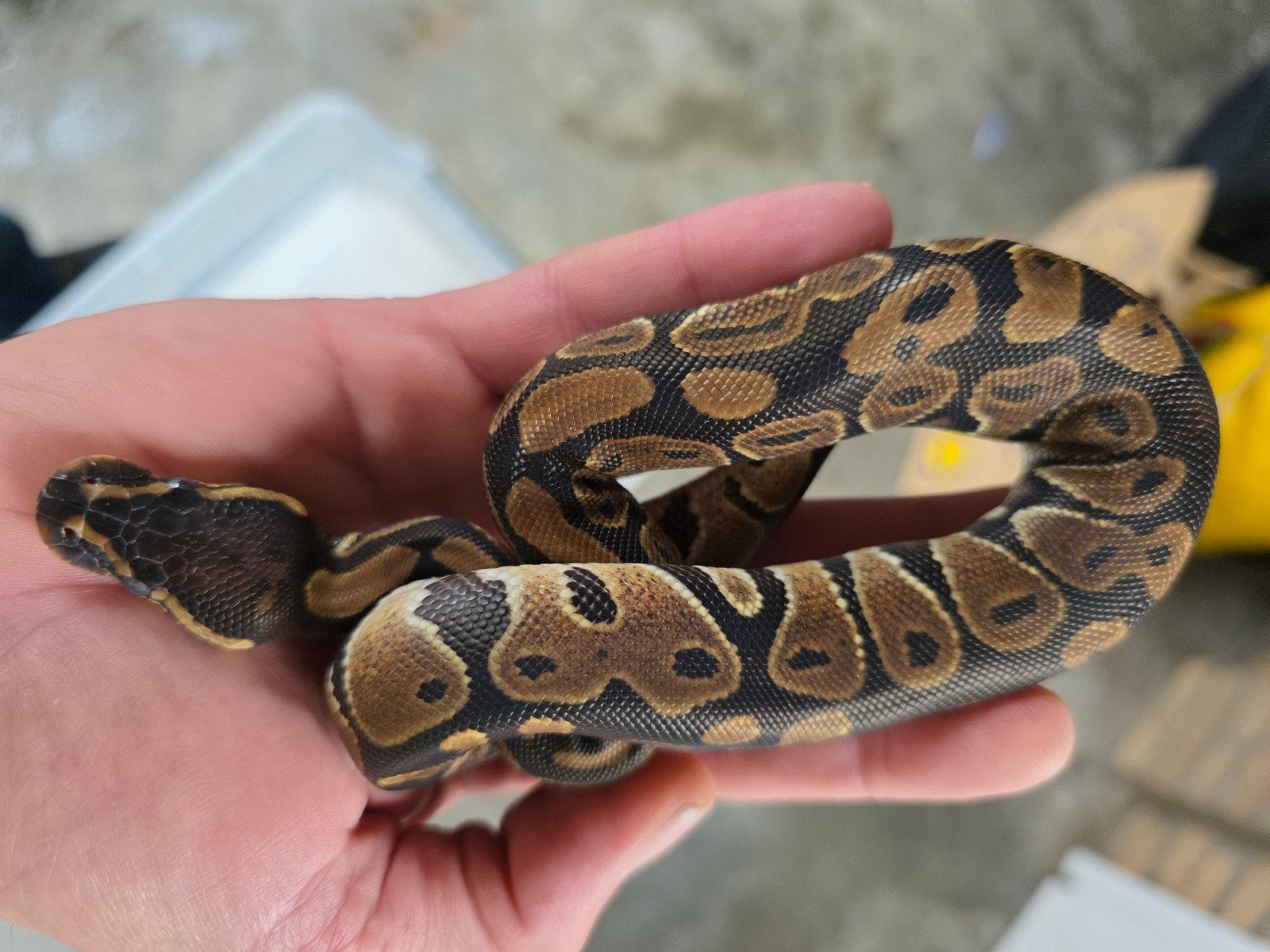 Koningspython Chocolate 100% het Ghost Ball Python - unknown for sale from Jeffrey