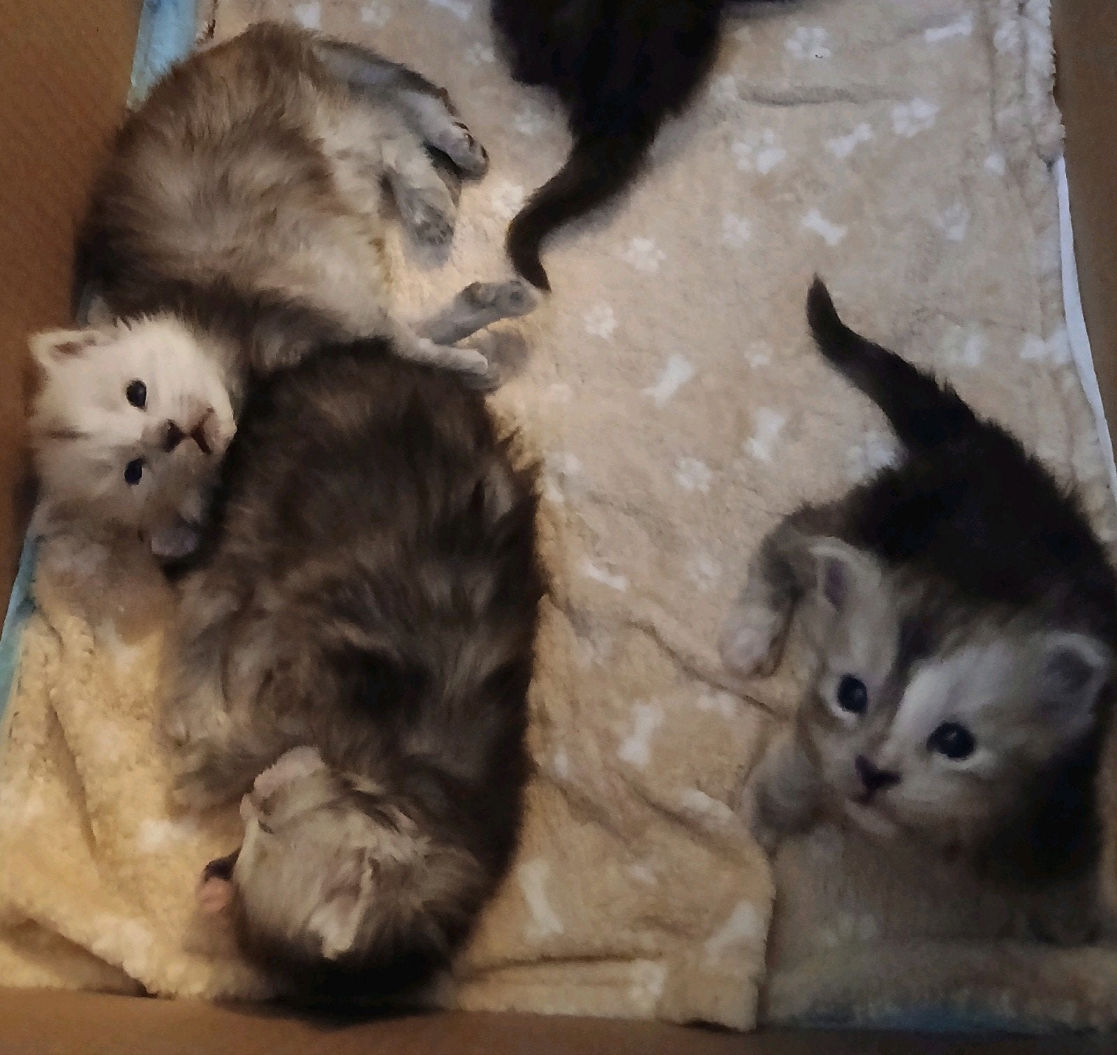 Maine coon kittens., Meerdere dieren, Gechipt, 0 tot 2 jaar