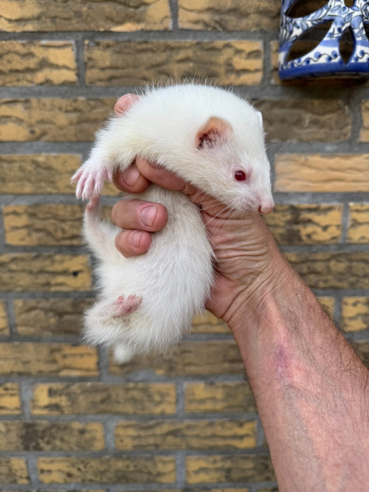 Fret, frettenpup, vrouwtje, albino, klein, Dieren en Toebehoren, Overige Dieren, Mei, Vrouwelijk