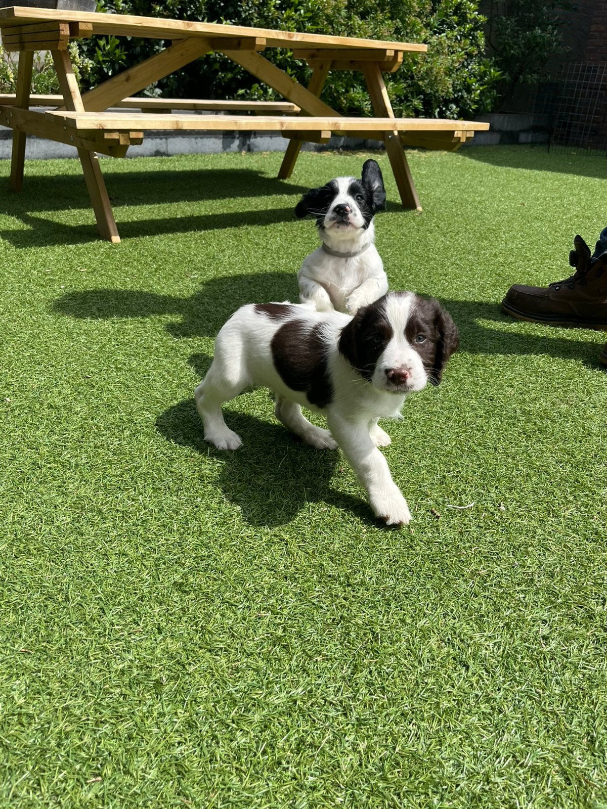 Engelse Springer Spaniël pups te koop – 2 pups beschikbaar, Dieren en Toebehoren, Honden | Retrievers, Spaniëls en Waterhonden
