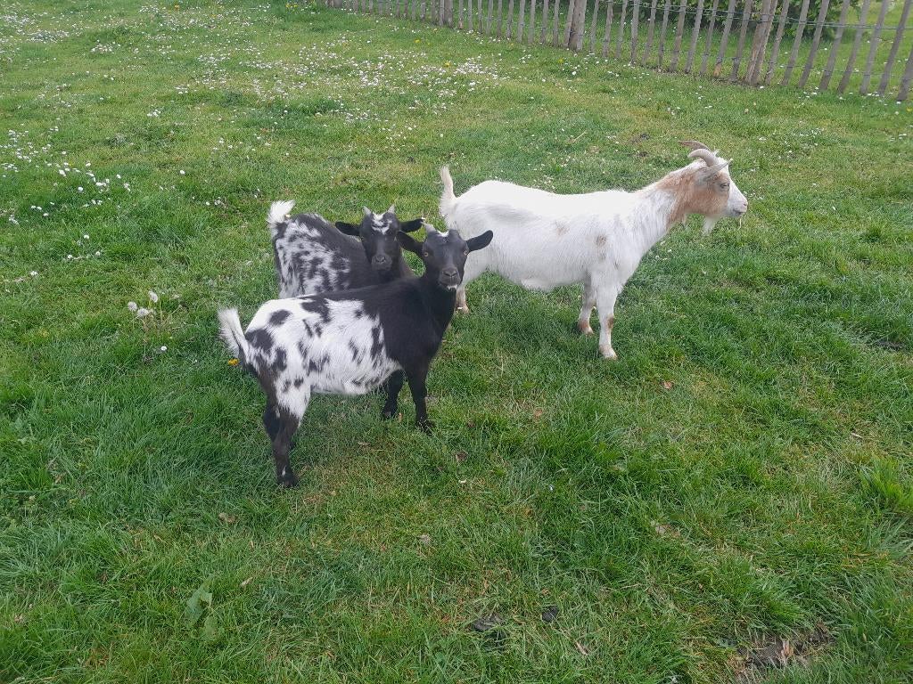 Dwerggeit geitje geitjes, Dieren en Toebehoren, Schapen, Geiten en Varkens, Meerdere dieren, Geit, 0 tot 2 jaar