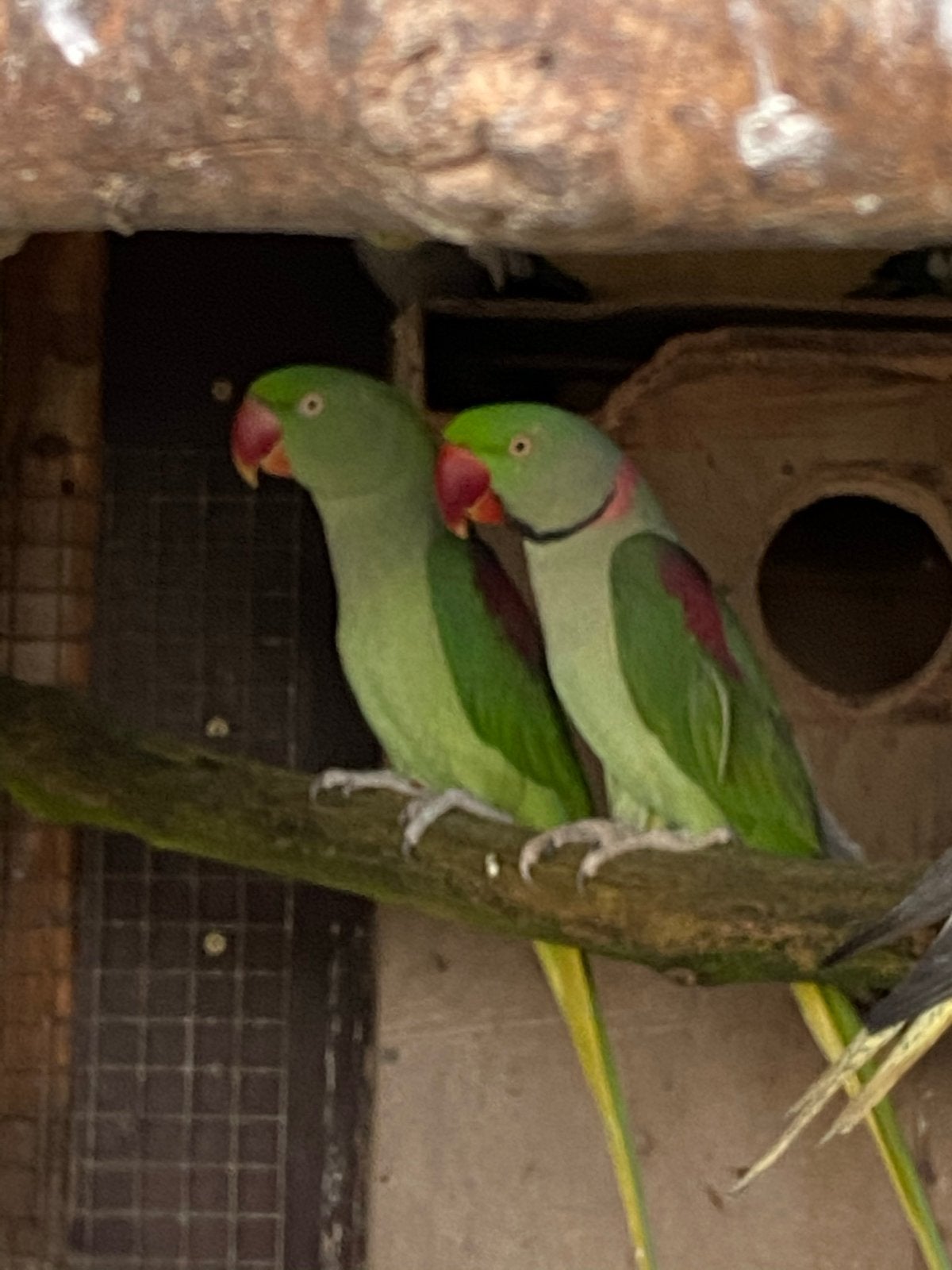Alexander parkieten kweekkoppel, Dieren en Toebehoren, Meerdere dieren, Parkiet