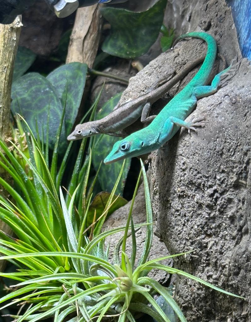 Anolis cf. pedernales, Dieren en Toebehoren, Reptielen en Amfibieën, Hagedis, 0 tot 2 jaar