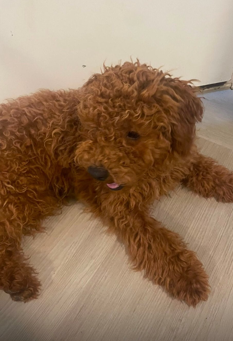 Dwerg Poedel Puppy Reu, Dieren en Toebehoren, Honden | Chihuahua's en Gezelschapshonden, Poedel, Particulier, 15 weken tot 1 jaar