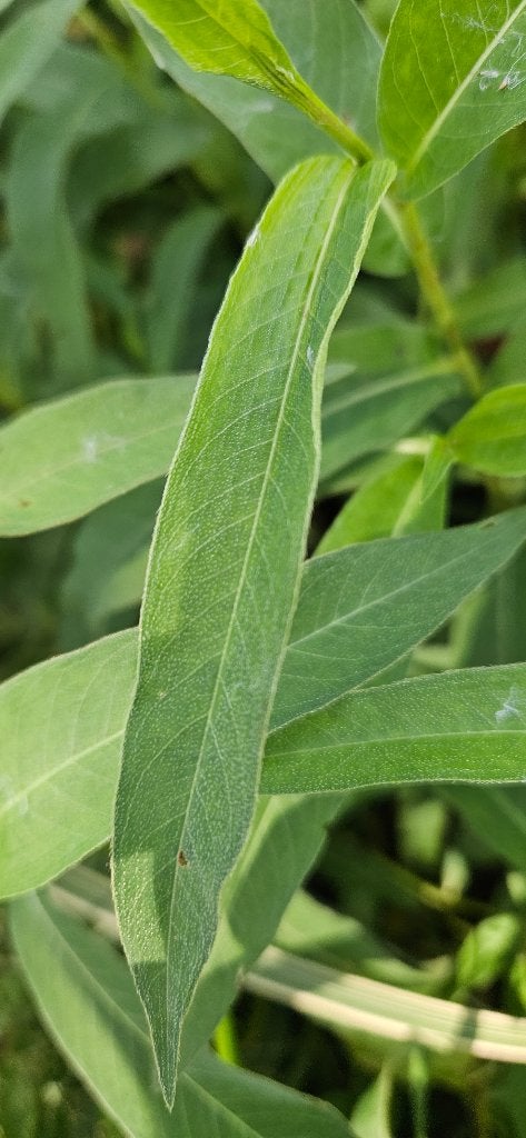 Lysimachia voor vijver rand, natte oever moeras, Ophalen, Nieuw, Overige typen