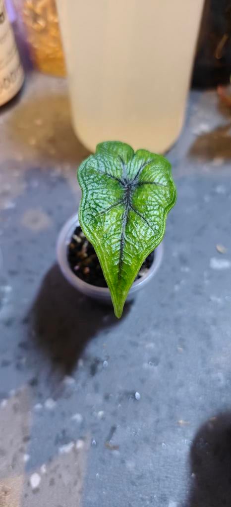 Alocasia Tandurusa “Jacklyn” – Unieke kamerplant, Overige soorten, Vaste plant, Ophalen of Verzenden, Bloeit niet