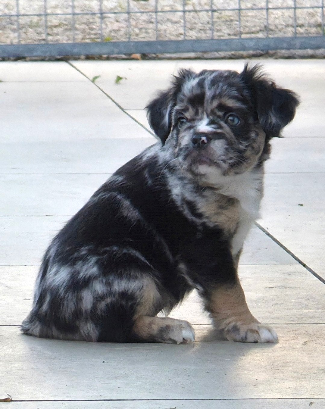 💙 prachtige x merle & tan fluffy franse bulldog pup reu 💙