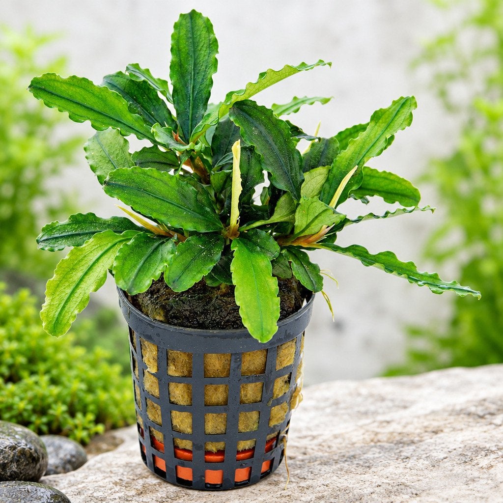 Premium aquariumplanten – Anubias, Bucephalandra, Crypto, Inclusief planten, -, Nieuw, Overige merken