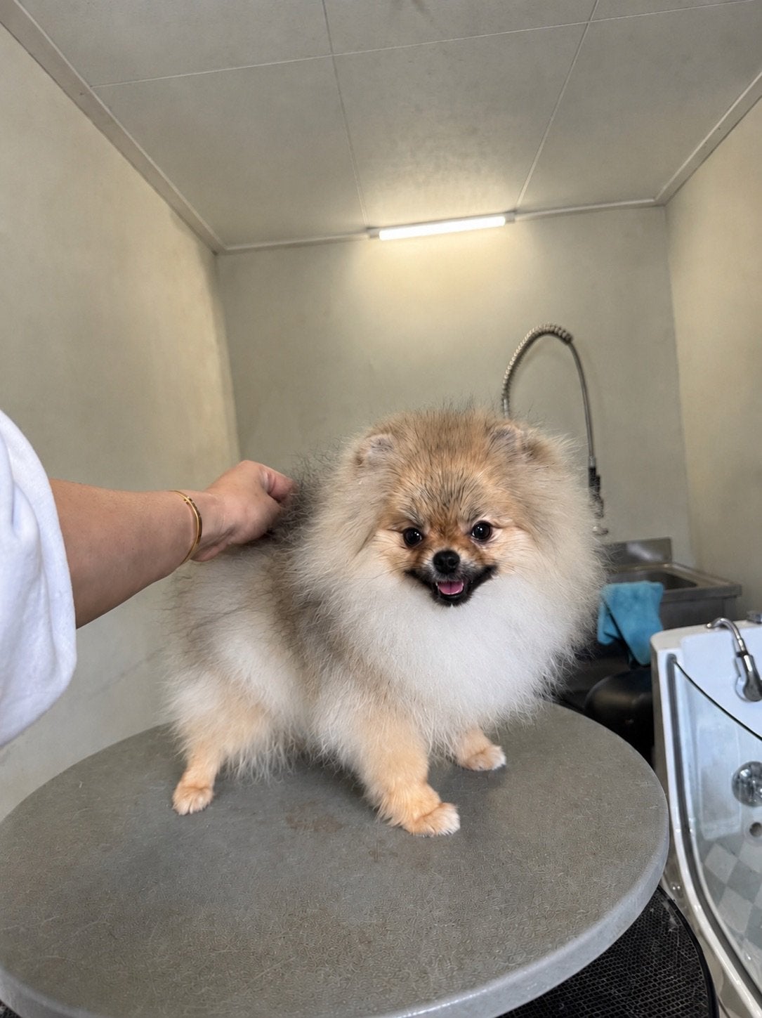 POMERANIAN teefje 5,5 mnd fci stamboom POMERIAAN DWERGKEES, Keeshond, 15 weken tot 1 jaar, Buitenland, Teef