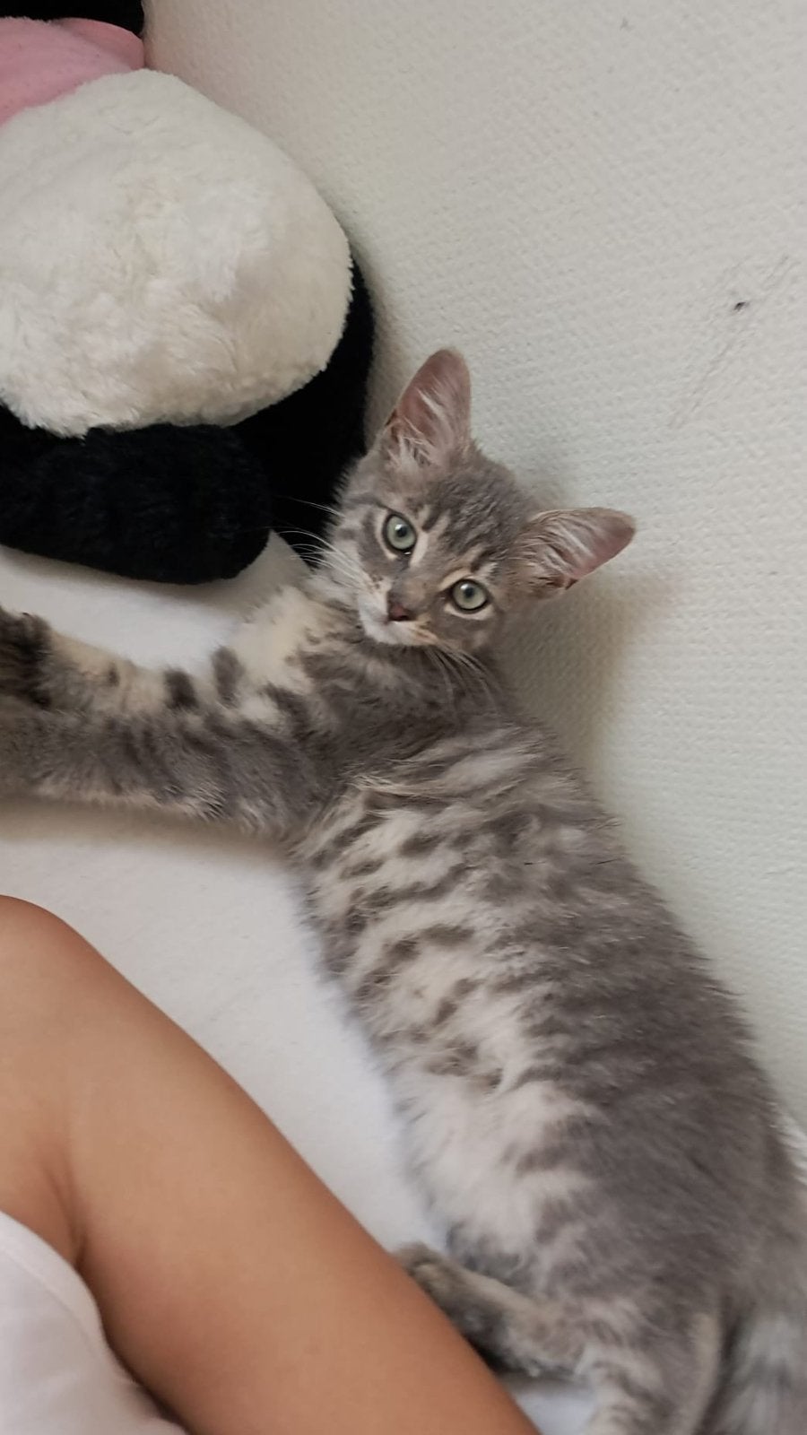 kitten 12 weken europeese korthaar, Poes