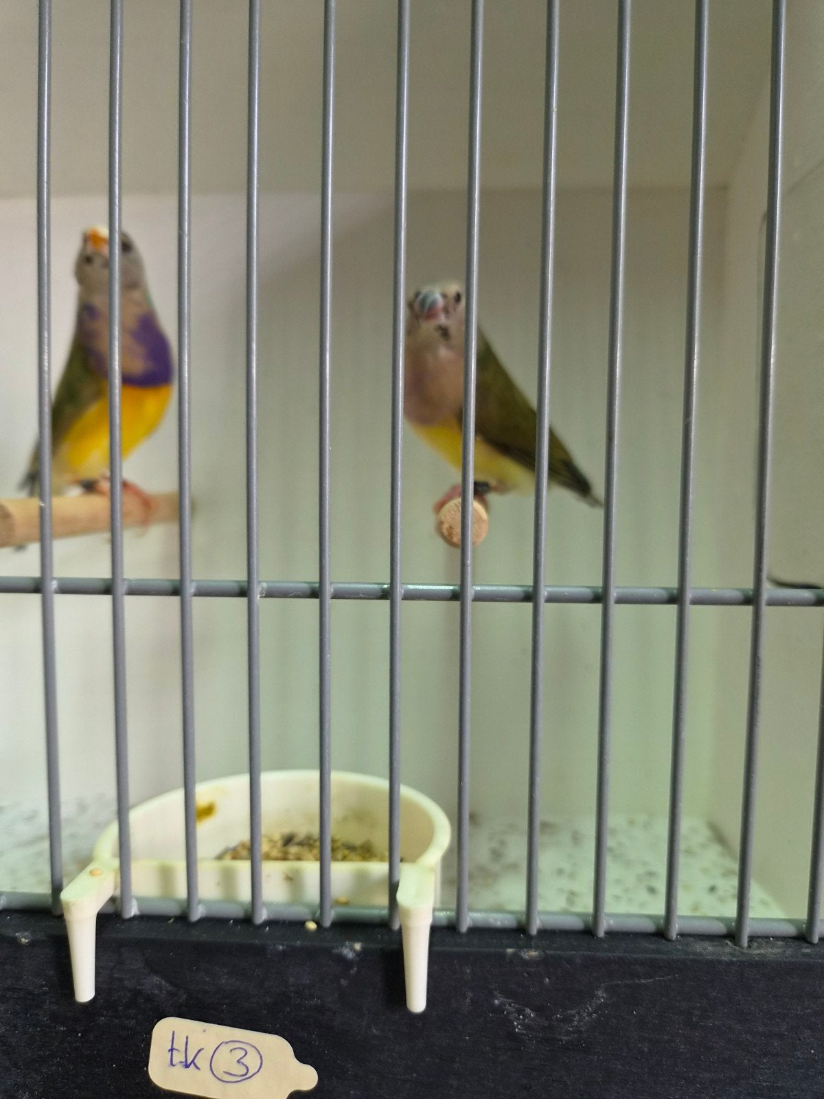 koppel gouldamadines, Dieren en Toebehoren, Meerdere dieren, Tropenvogel, Geringd