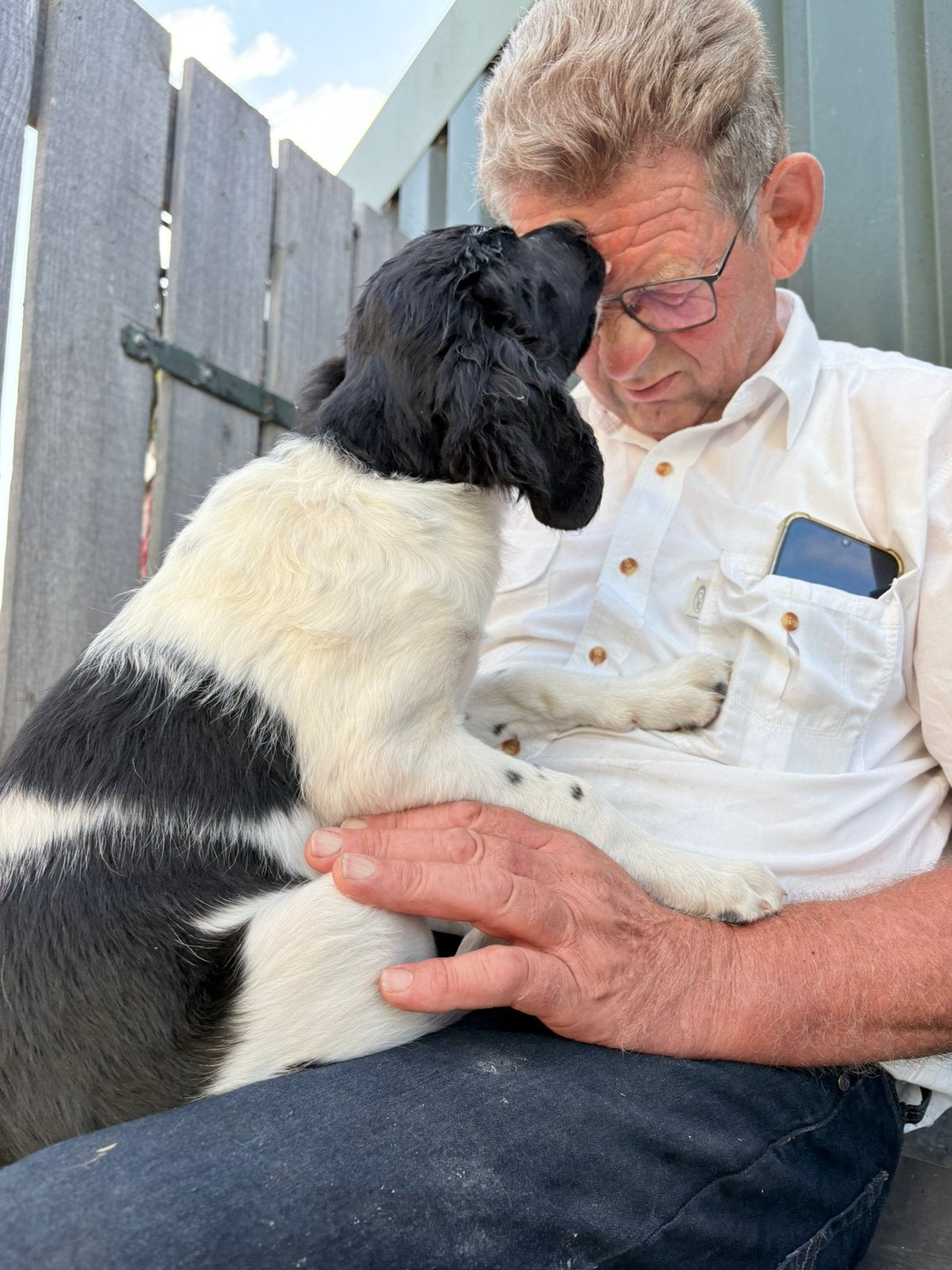 Friese stabij pups te koop, Dieren en Toebehoren, Parvo, Overige rassen, 8 tot 15 weken, Meerdere