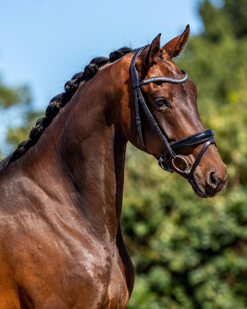 8 jarige merrie furst romancier x Jazz, Dieren en Toebehoren, Merrie, 165 tot 170 cm, Dressuurpaard, 3 tot 6 jaar