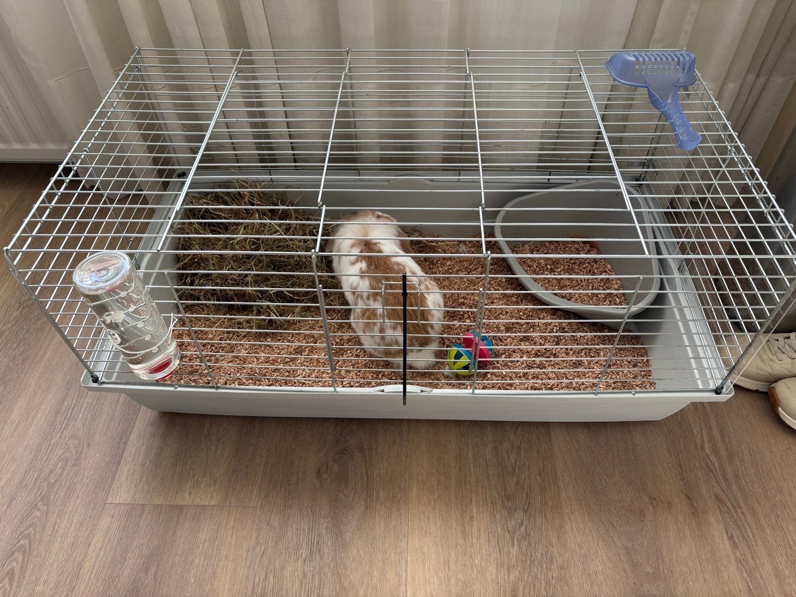 Lief binnenkonijn zoekt huisje., Dieren en Toebehoren, Ophalen, Overige typen