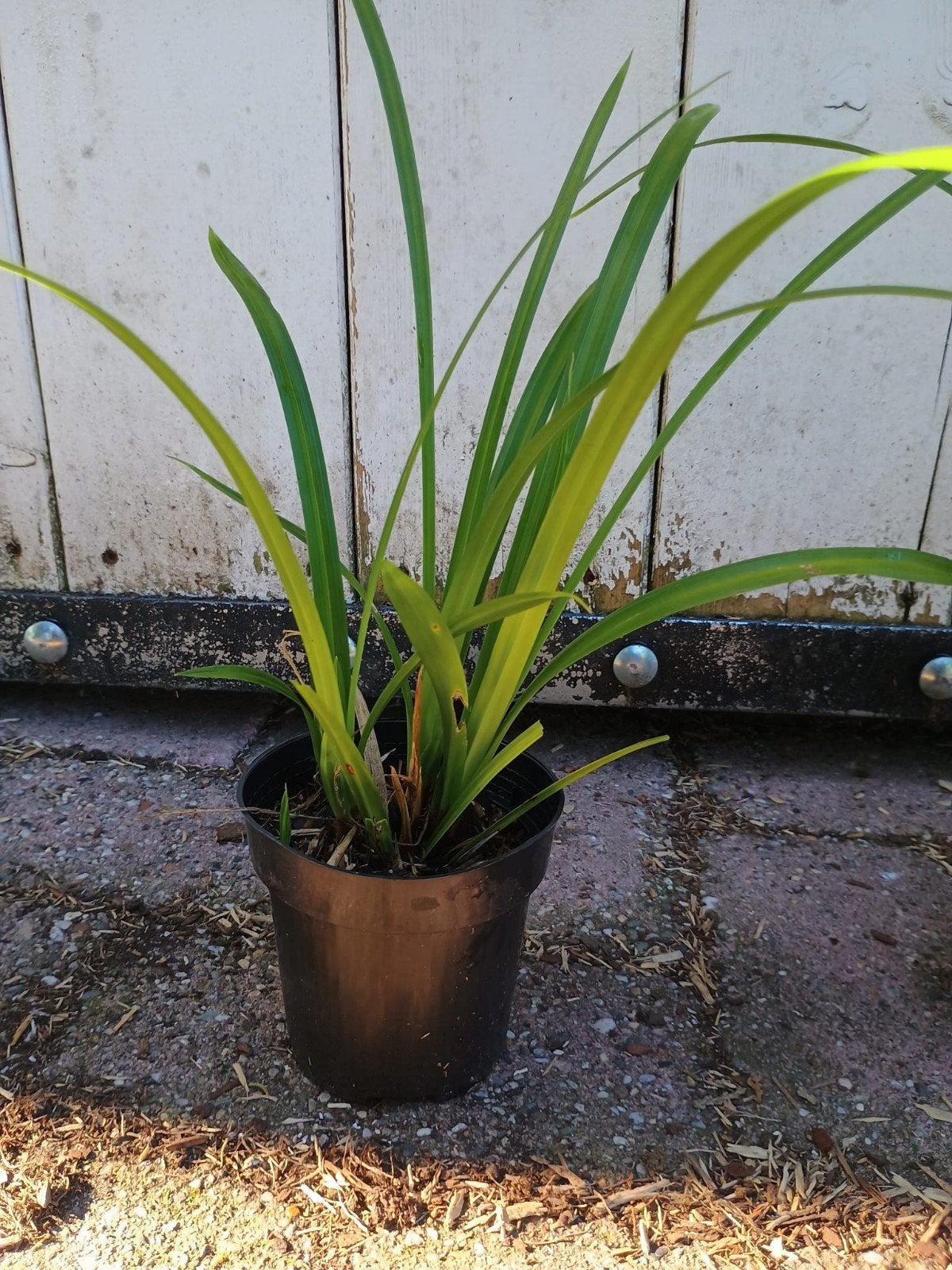 Siergrassen, Carex Irish green, sterk siergras P9 planten, Vaste plant, Siergrassen, Ophalen of Verzenden, Halfschaduw