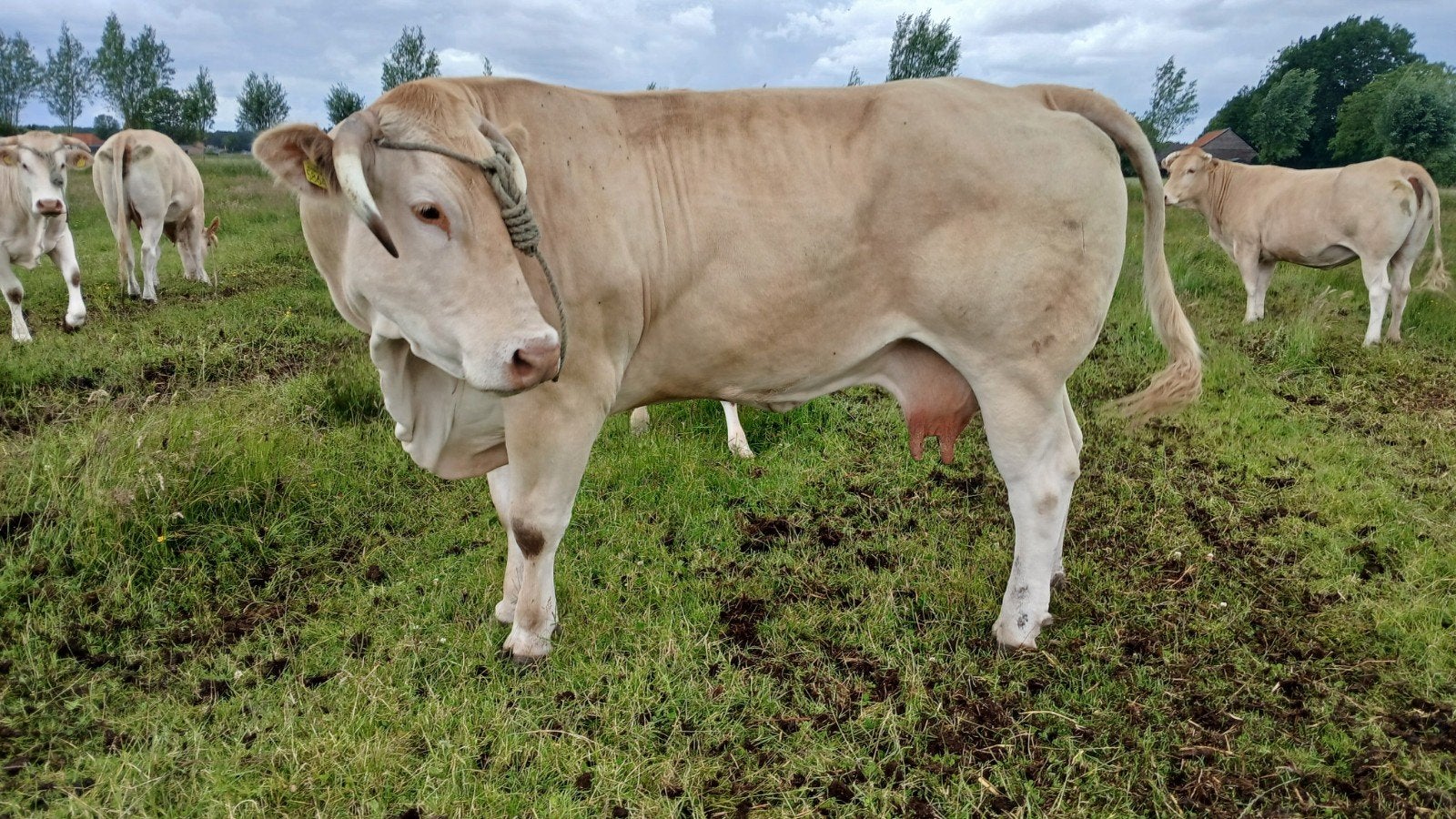 Blonde koe en twee pinken, Dieren en Toebehoren, Runderen, Meerdere dieren