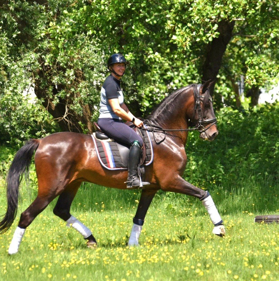Zeer mooie 10 jarige Andalusier ruin., Dieren en Toebehoren, Pony's, Z, Ruin, Dressuurpony, Gechipt
