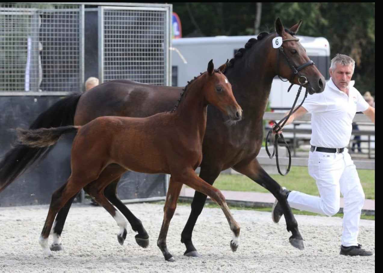 Te koop fokmerrie(of project rijpony) 8 jarige NRPS merrie,, Dieren en Toebehoren, Merrie, Dressuurpaard