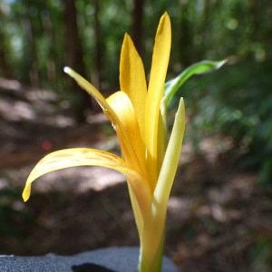5 x Canna Indica .Ali'poe. zaden, Ophalen of Verzenden, Voorjaar, Volle zon, Zaad