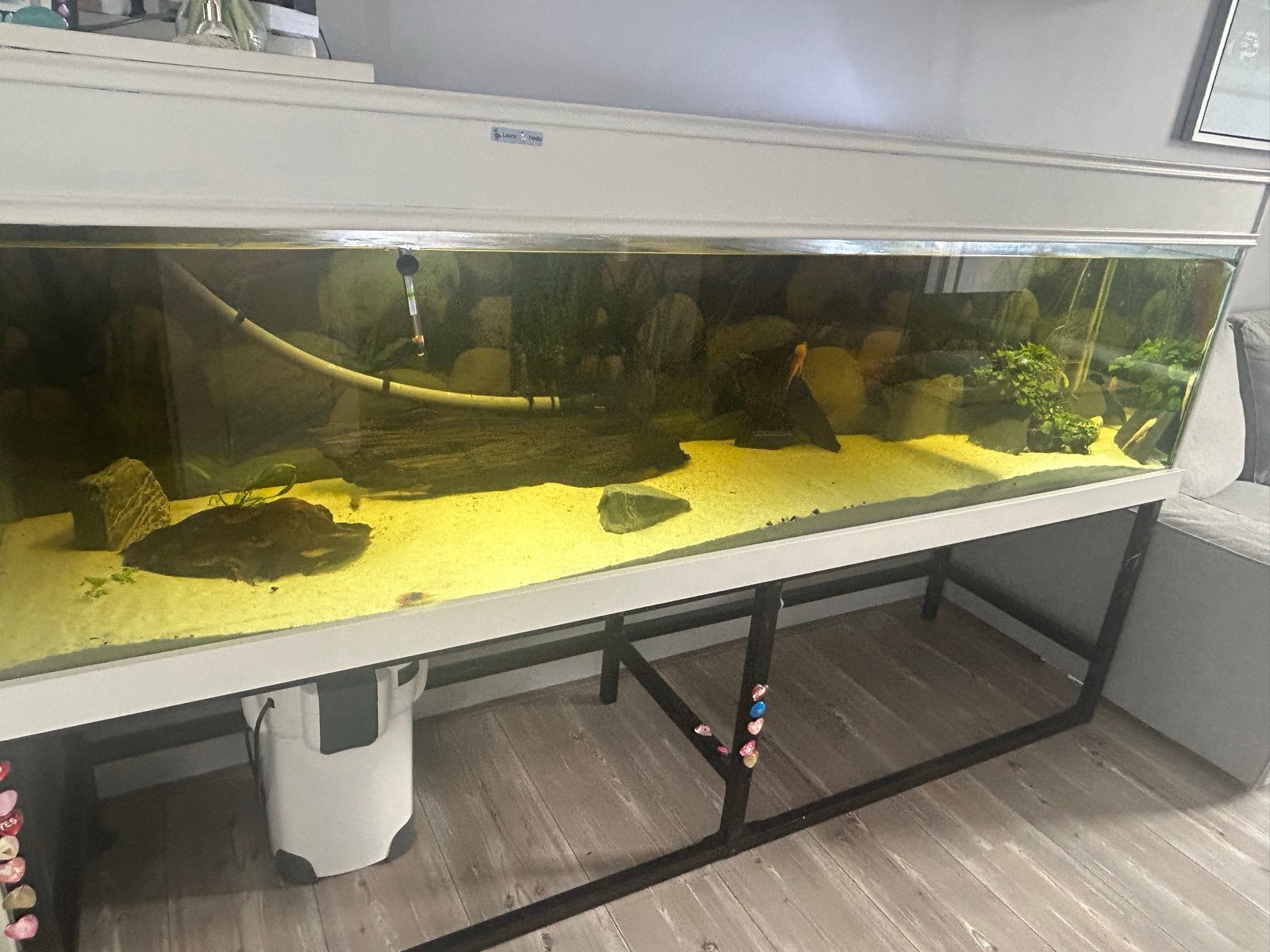 Aquarium 200x50x50, Bieden, Ophalen, Gevuld zoetwateraquarium