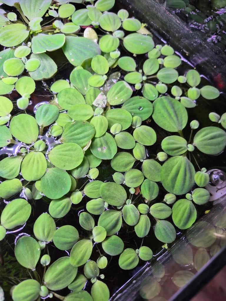 Drijfplanten aquarium, Ophalen, Plant(en), Steen of Hout
