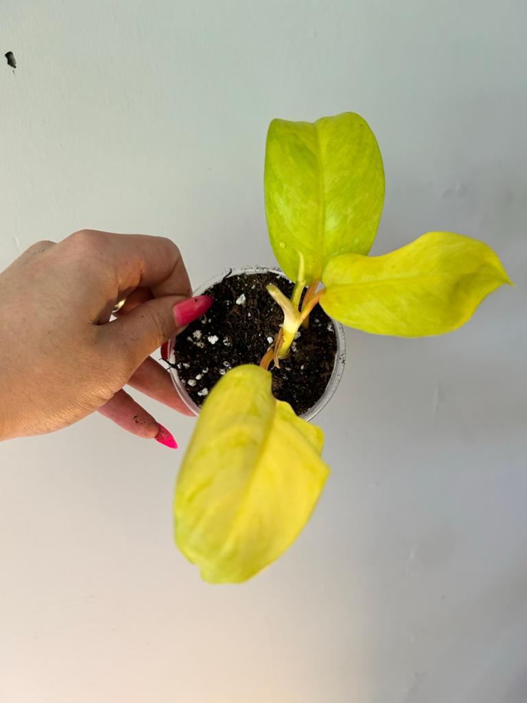 Philodendron Thai Sunrise - Levendige Gele Bladeren, Huis en Inrichting, Kamerplanten, Ophalen of Verzenden, Halfschaduw, Minder dan 100 cm