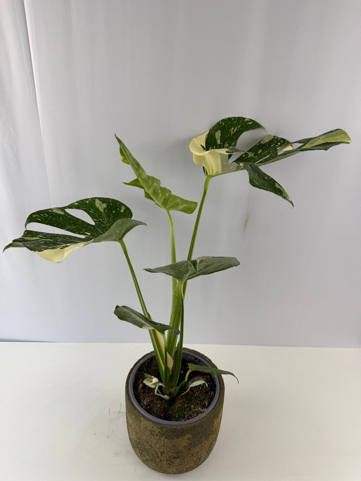 Monstera Thai Constellation - Grote plant, pot 15, 60cm, Ophalen of Verzenden