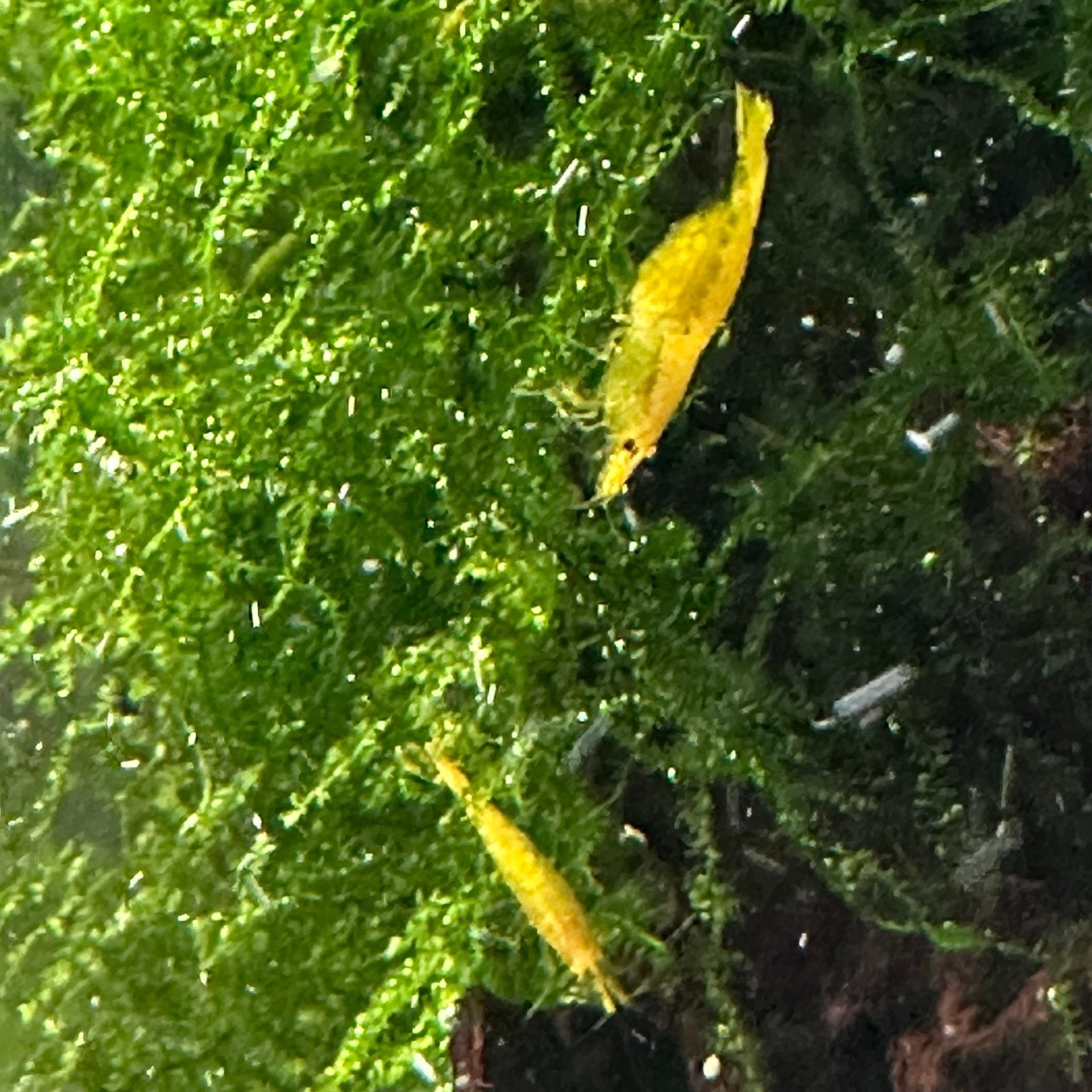 Gele (Yellow) Neocaridina garnalen + mos, Kreeft, Krab of Garnaal