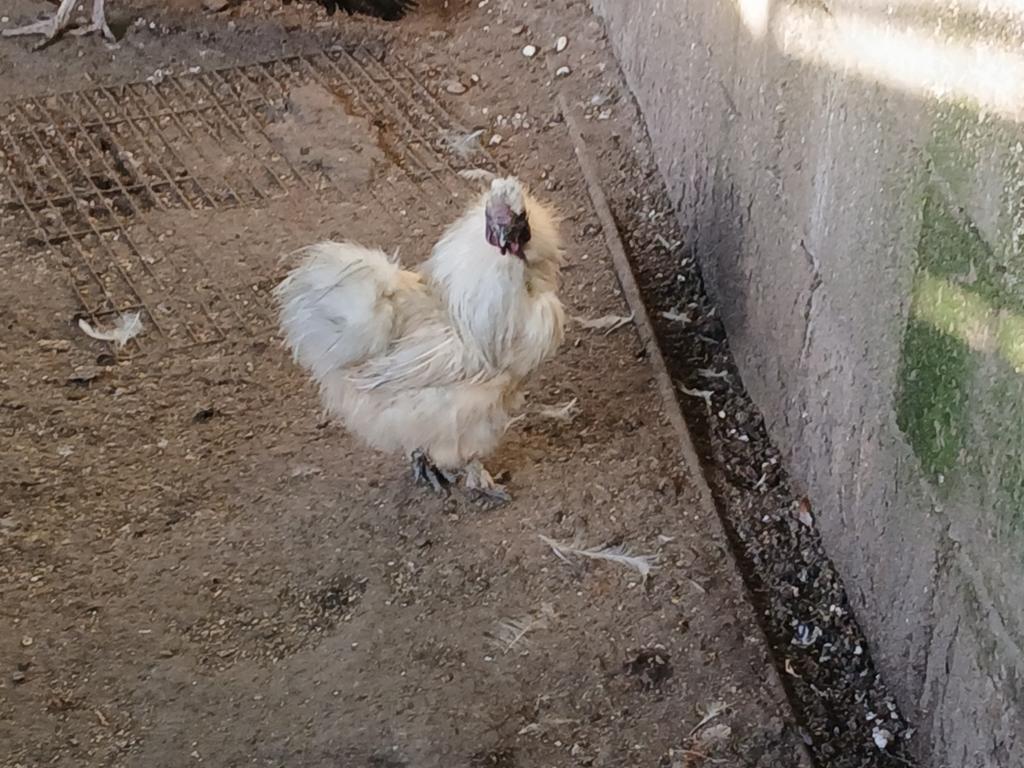 Isabel zijdehoen kriel haantje, Dieren en Toebehoren, Mannelijk, Kip