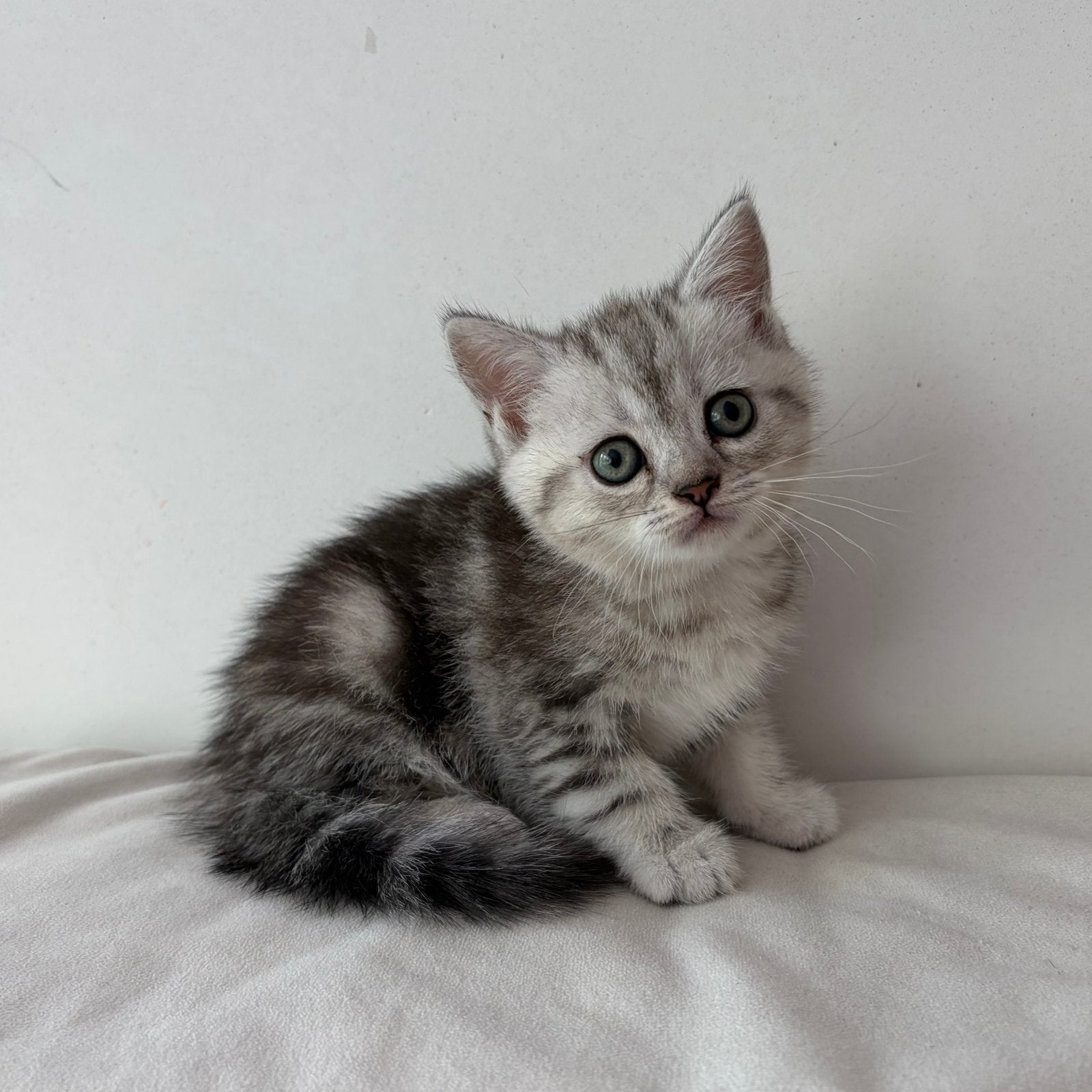 Britse korthaar kittens mogen weg !, Dieren en Toebehoren, Katten en Kittens | Raskatten | Korthaar, Meerdere dieren