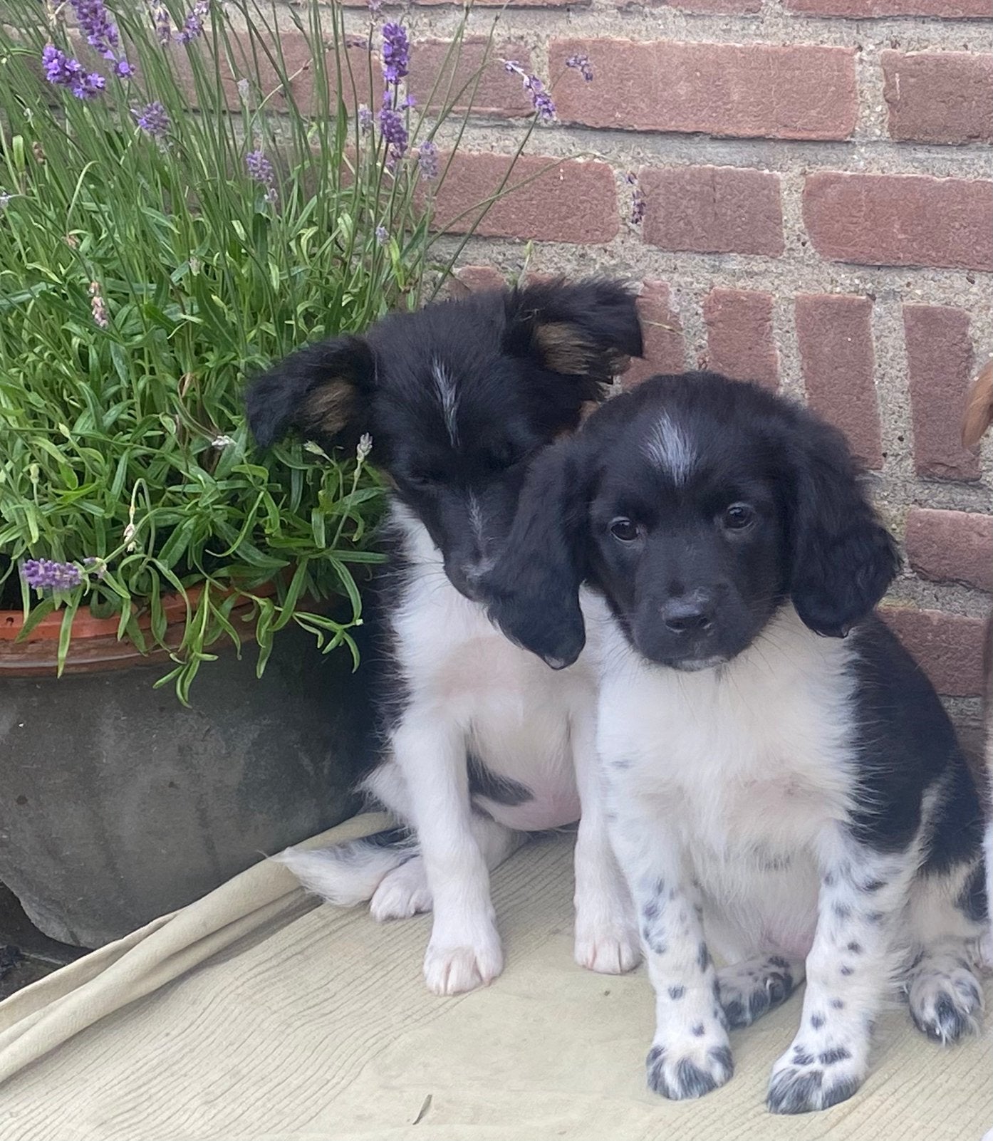 Hele vrolijke BORDER COLLIE x FRIESE STABIJ pups - teefjes