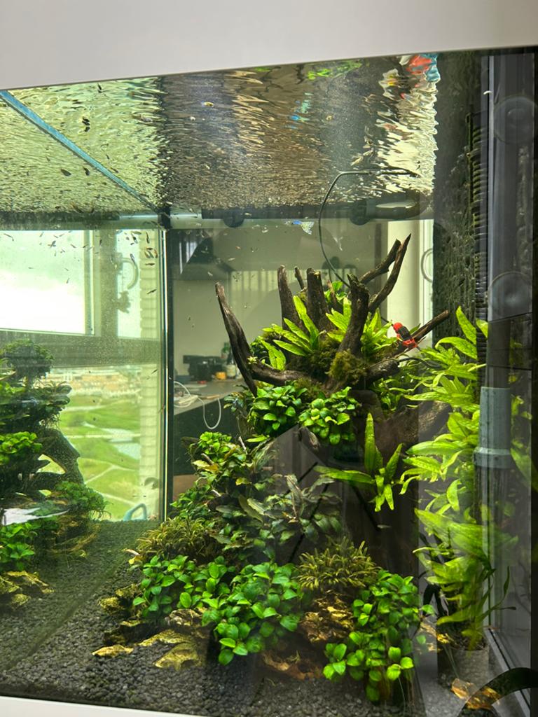 Juwel Lido 200 LED aquarium wit + onderkast + Eheim Pro 4+, Ophalen, Juwel, Inclusief toebehoren, Gevuld zoetwateraquarium
