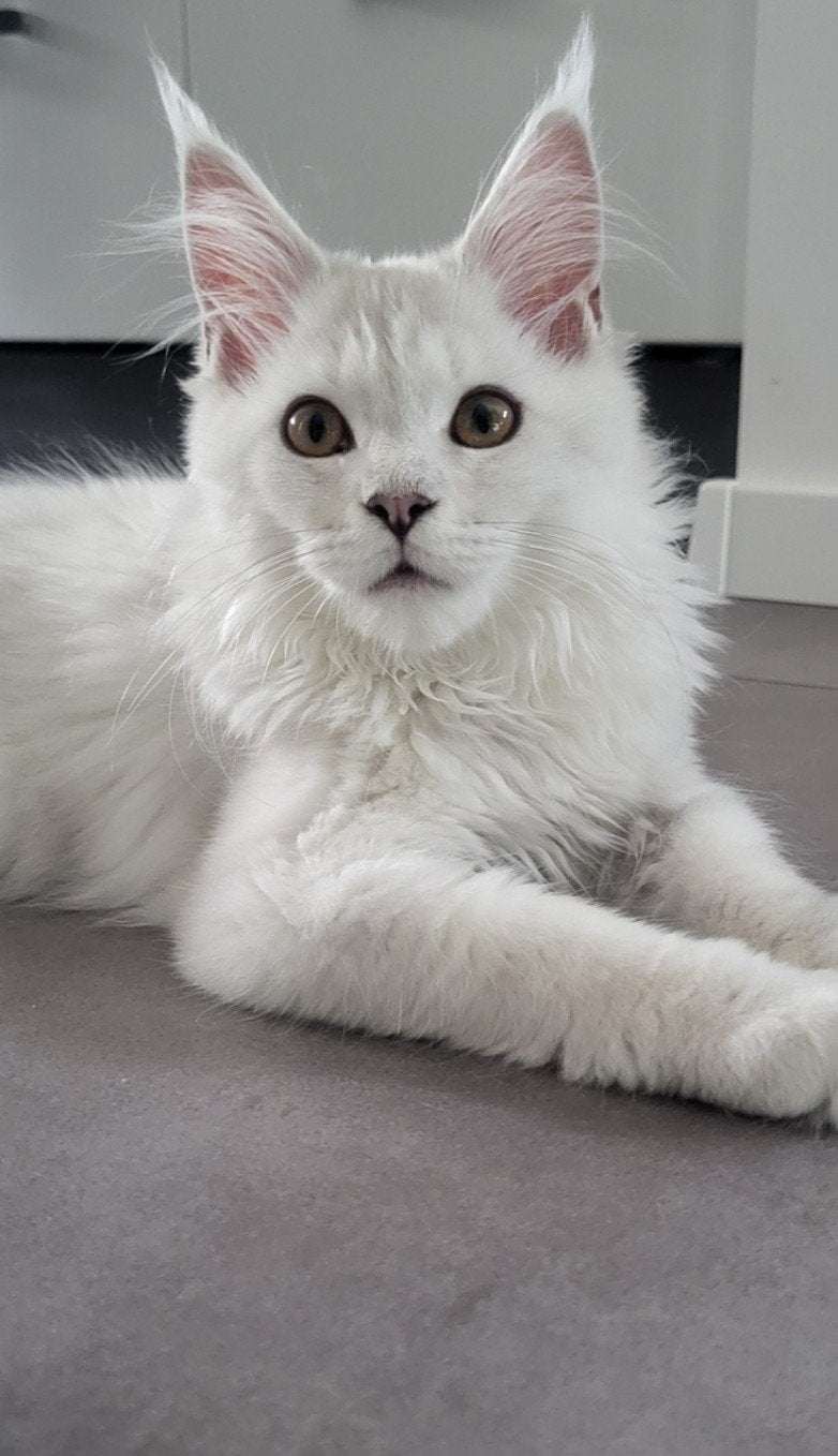 Maine Coon blue shell, Poes, Ontwormd