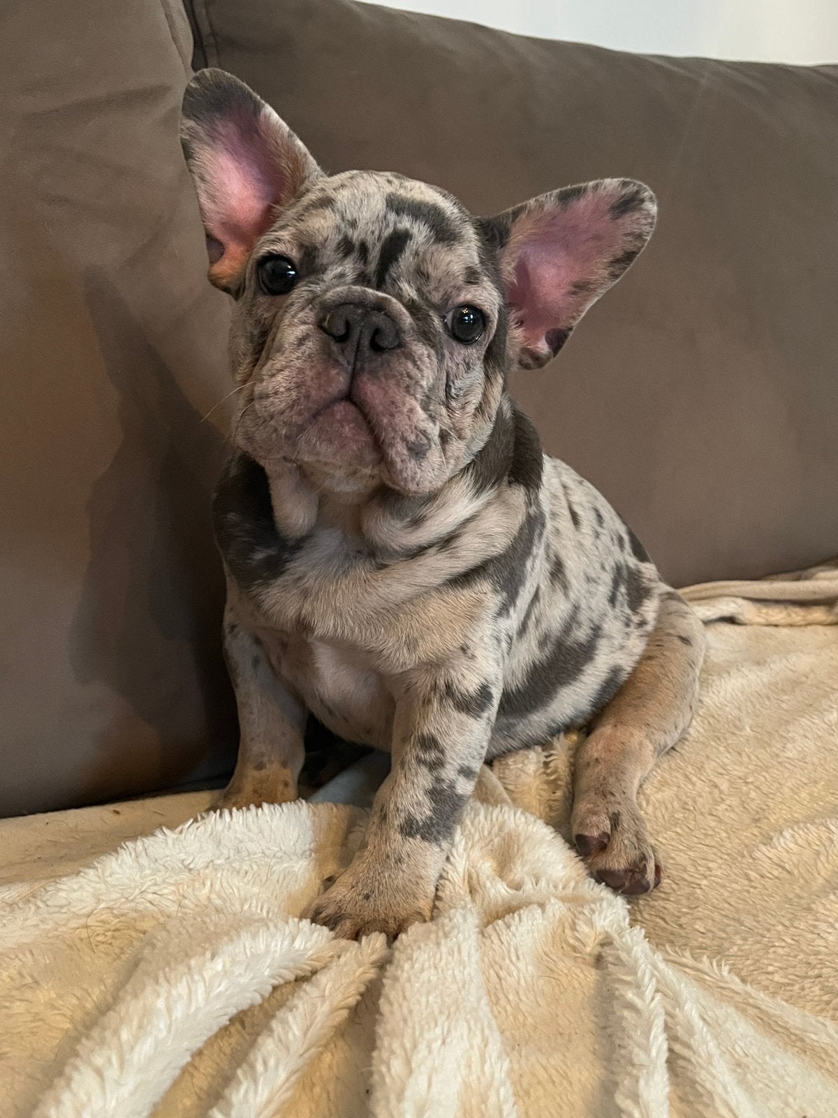 🐾 Prachtige Blue Merle Franse Bulldog pup laatste reutje 💙, 15 weken tot 1 jaar, Reu, Buitenland, Bulldog