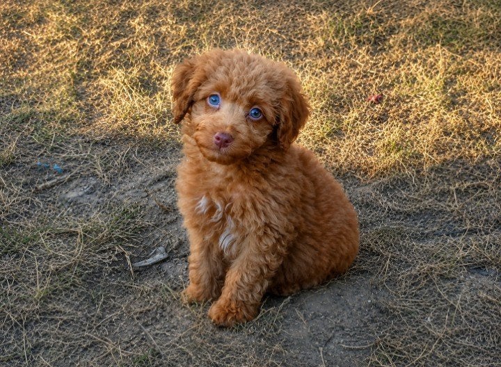 Geteste anti allergische Goldendoodle s willen graag bij jou, Parvo, 8 tot 15 weken, Meerdere, Meerdere dieren